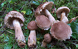 Tricholoma vaccinum