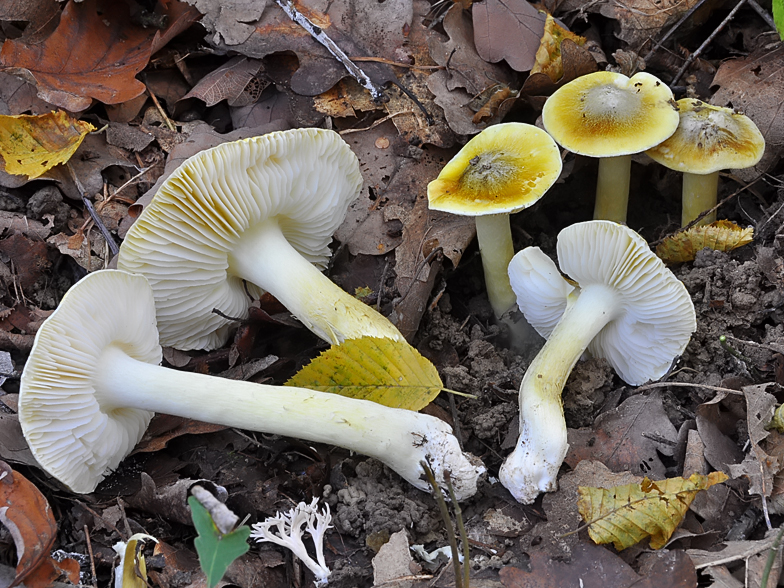 Tricholoma viridifucatum