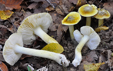 Tricholoma viridifucatum