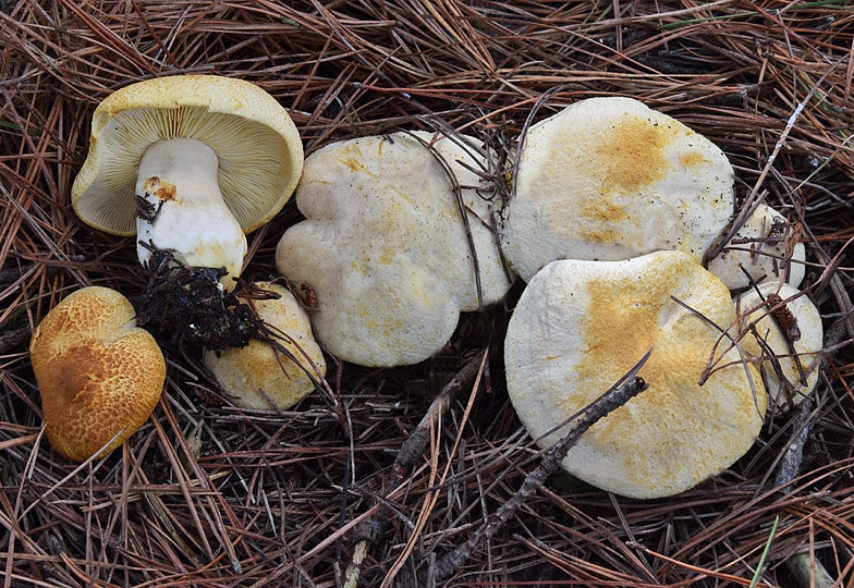 Tricholomopsis alborufescens