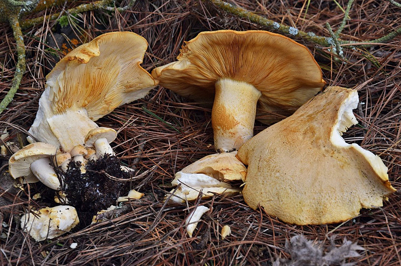 Tricholomopsis alborufescens