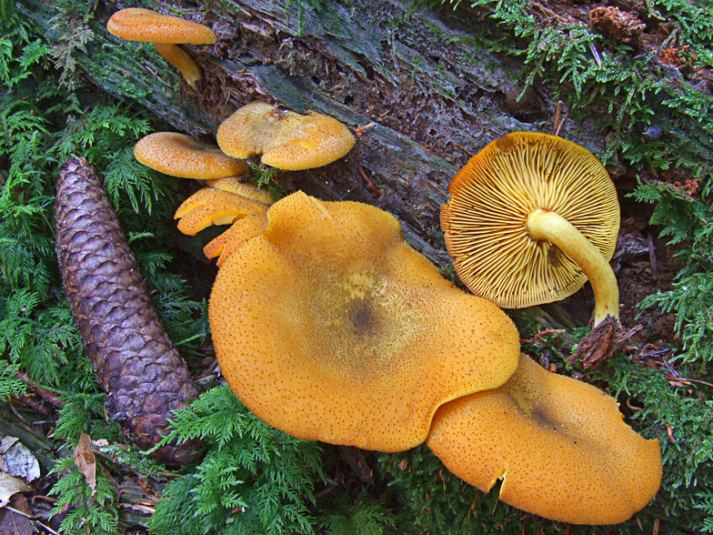 Tricholomopsis decora