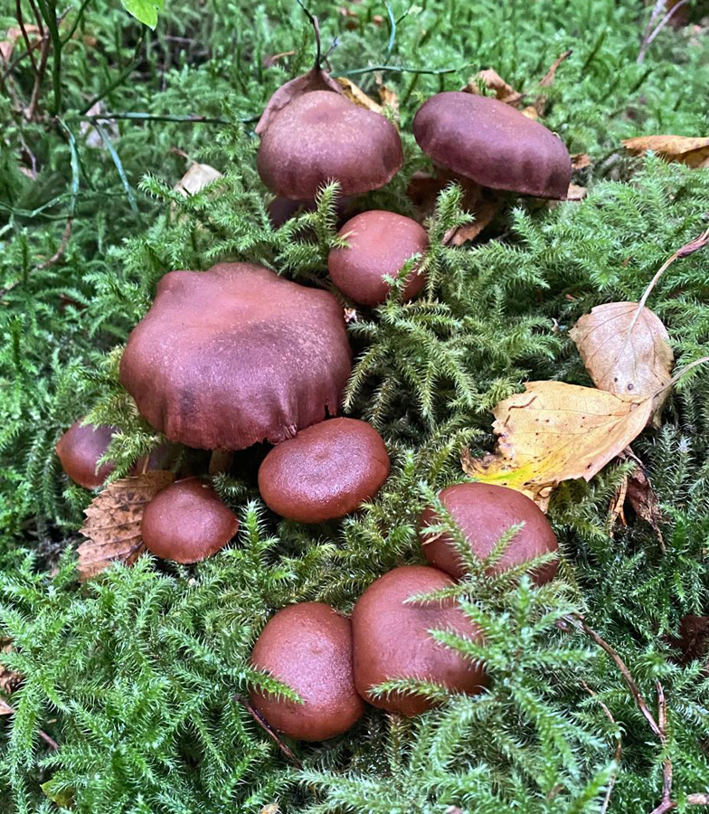 Tubaria confragosa