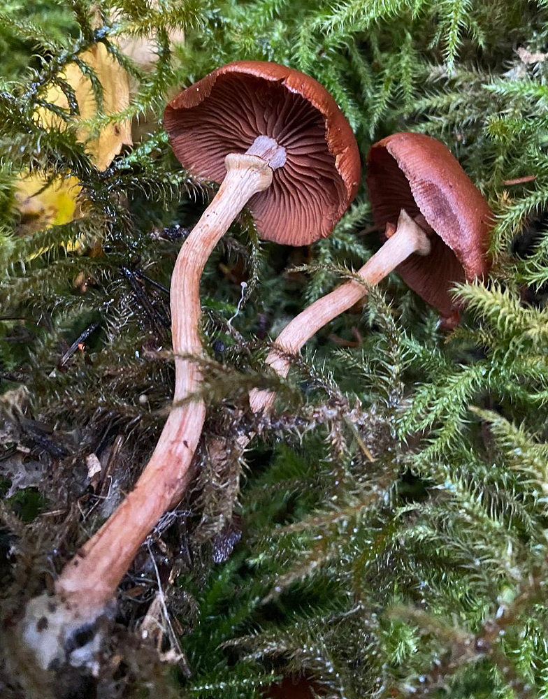 Tubaria confragosa