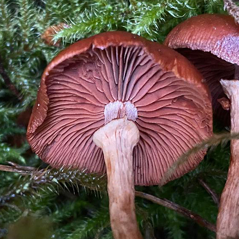 Tubaria confragosa