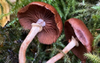 Tubaria confragosa