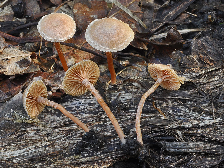 Tubaria conspersa