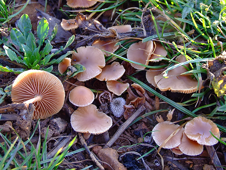 Tubaria hiemalis