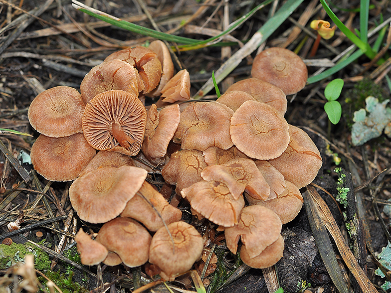 Tubaria hiemalis 2