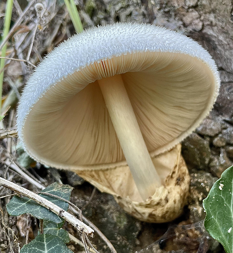 Volvariella bombycina