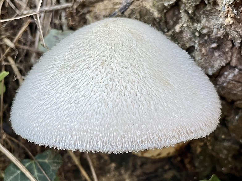 Volvariella bombycina