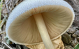 Volvariella bombycina