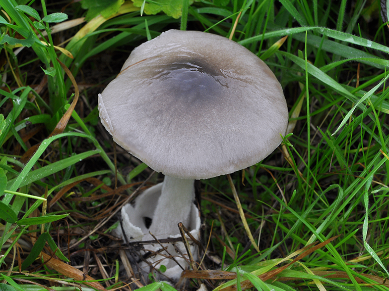 Volvariella gloiocephala