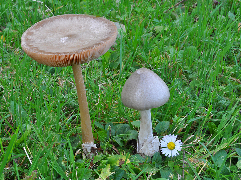 Volvariella gloiocephala