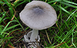 Volvariella gloiocephala