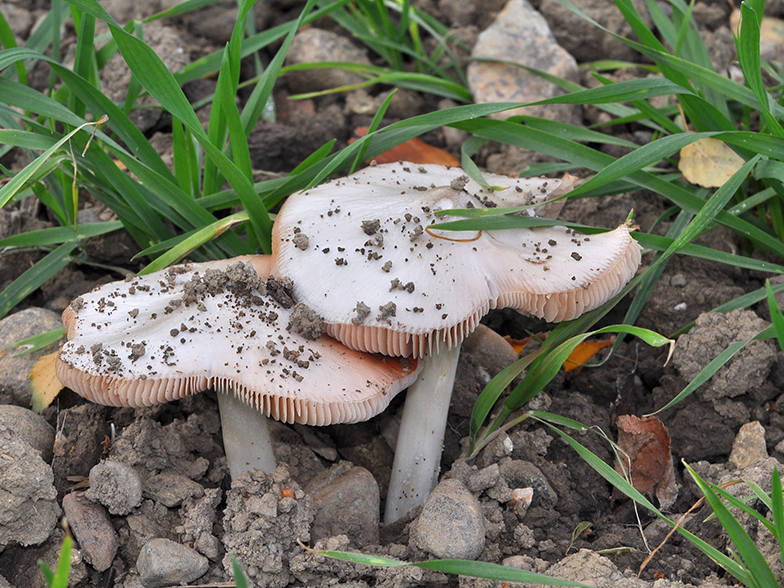 Volvariella speciosa