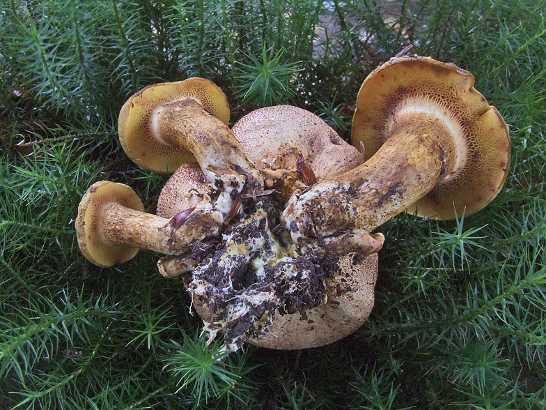 Xerocomus parasiticus