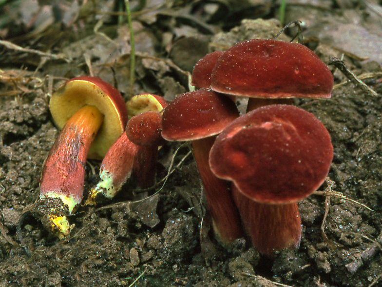 Xerocomus rubellus