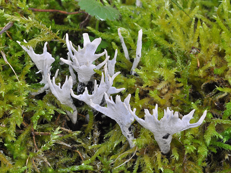 Xylaria hypoxylon