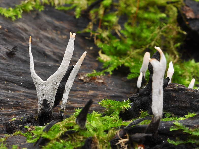 Xylaria hypoxylon