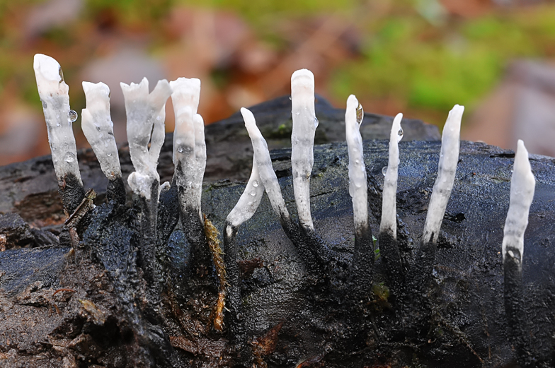 Xylaria hypoxylon