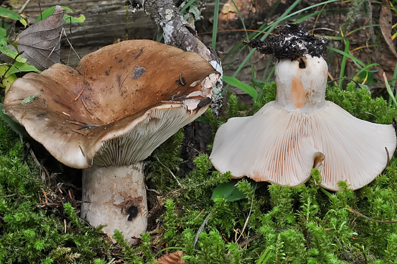 Russula acrifolia