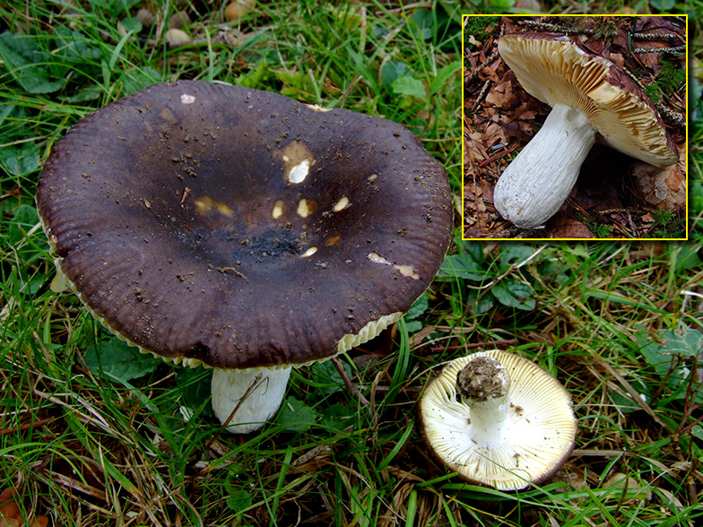 Russula adulterina