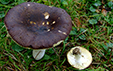 Russula adulterina