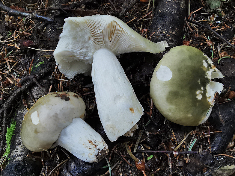 Russula aeruginea