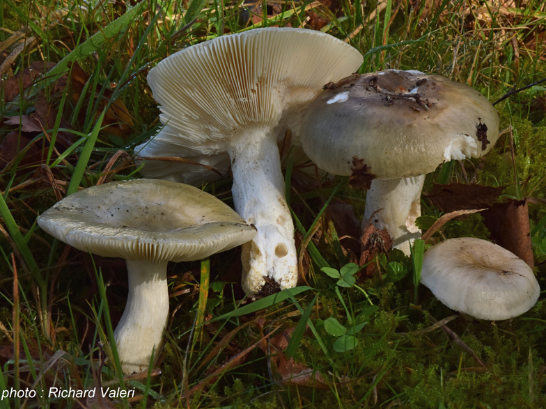 Russula aeruginea