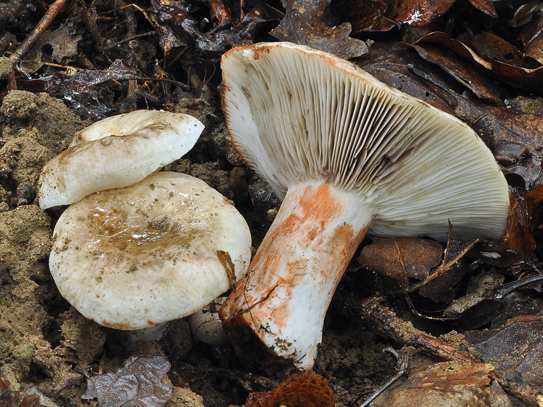 Russula albonigra var pseudonigricans