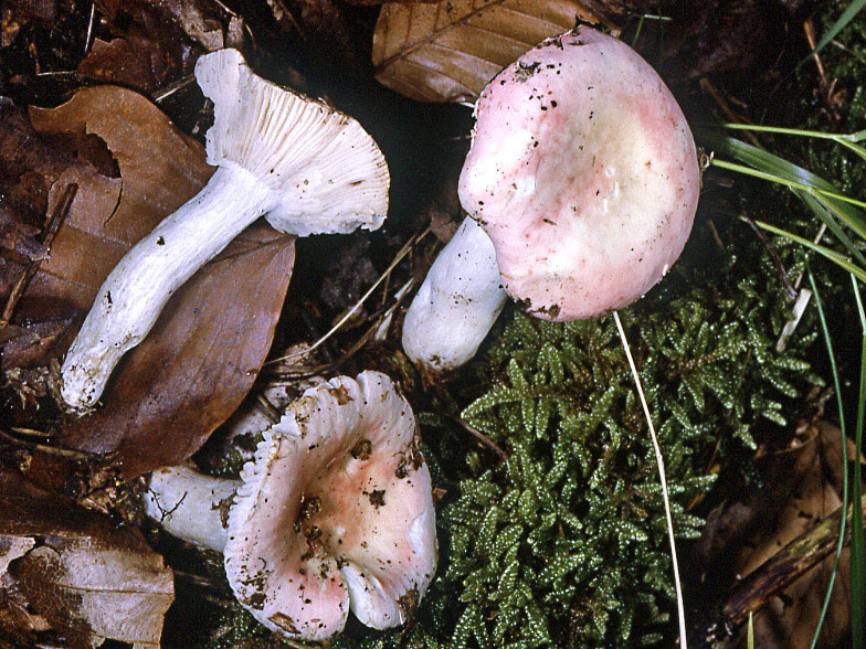 Russula alborosea