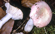 Russula alborosea