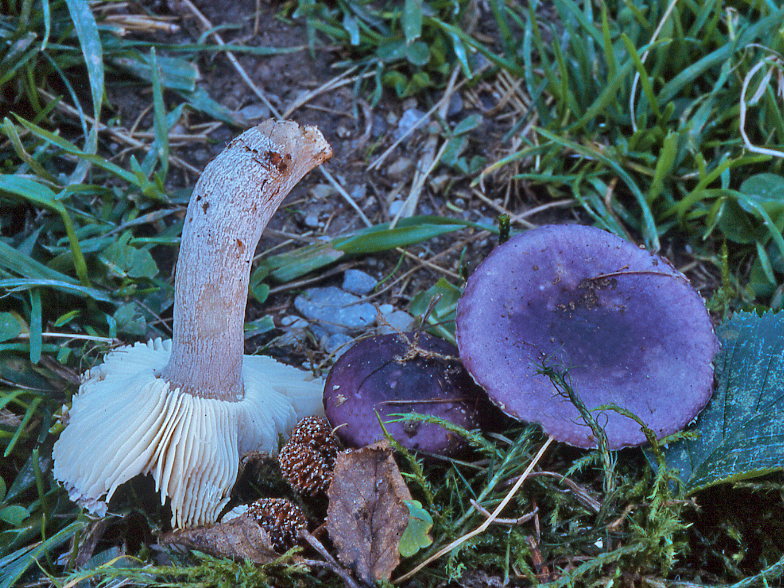 Russula alnetorum