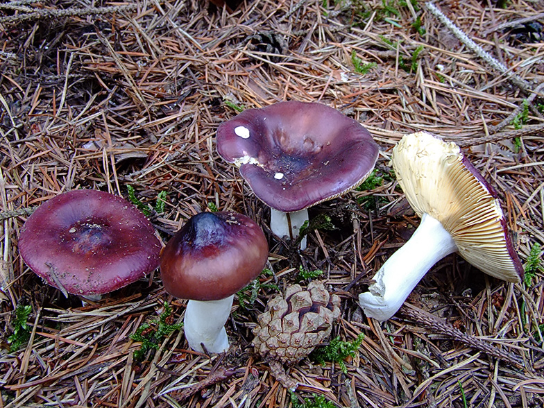 Russula amara