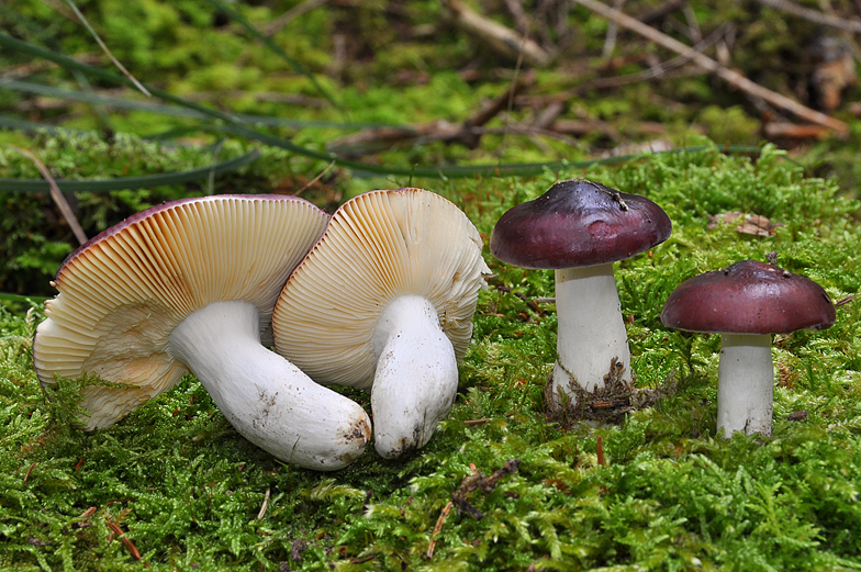 Russula amara