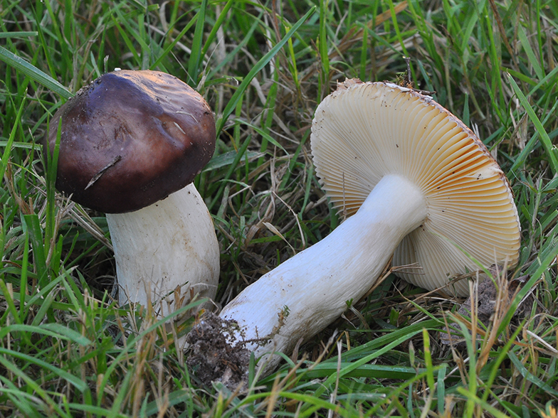 Russula amara