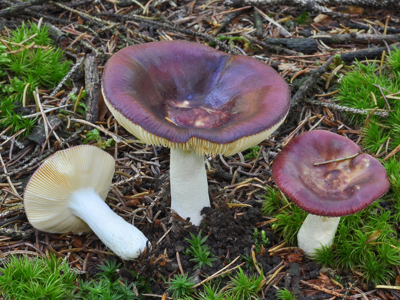 Russula amara