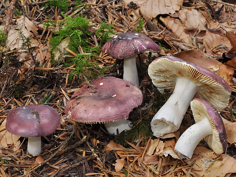 Russula amethystina