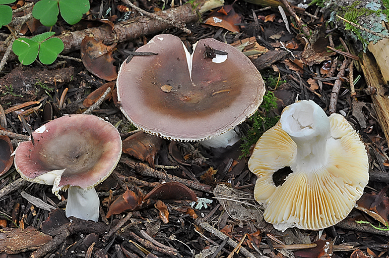 Russula amethystina