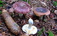 Russula amethystina