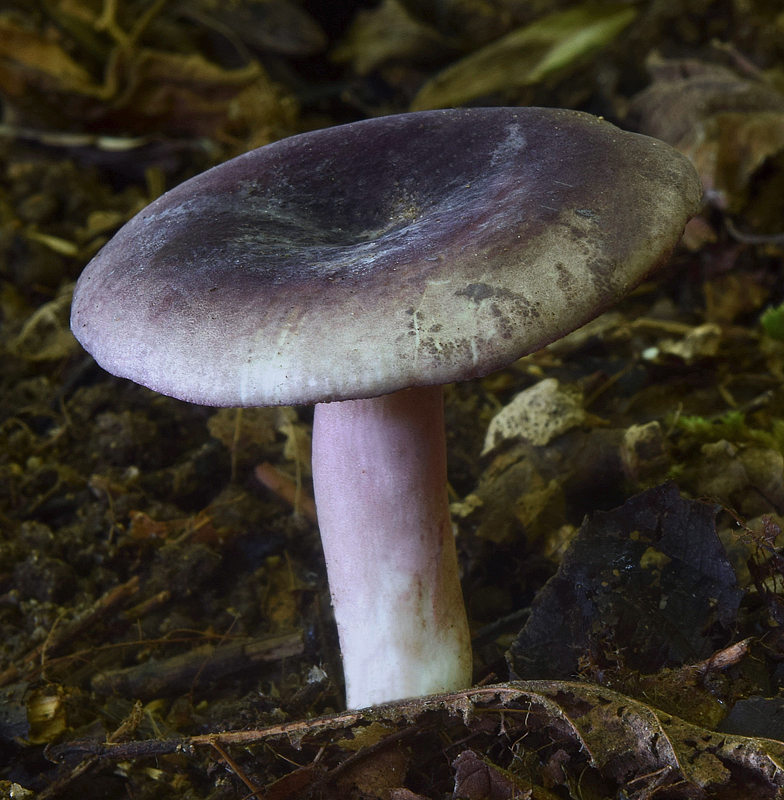 Russula amoena