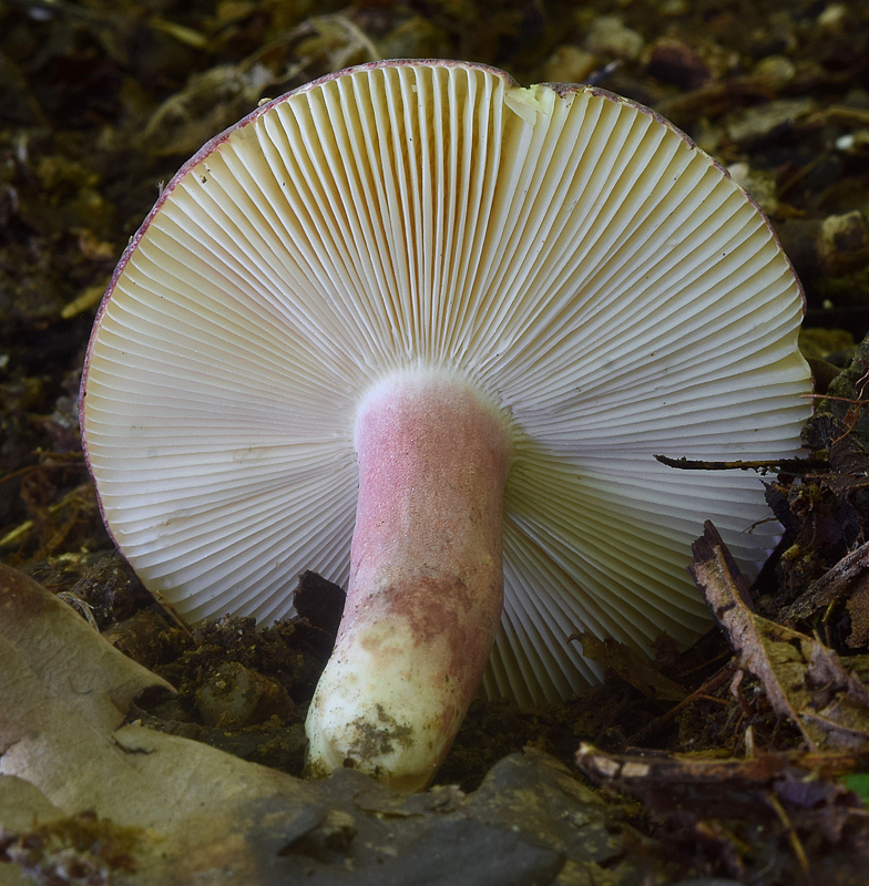 Russula amoena