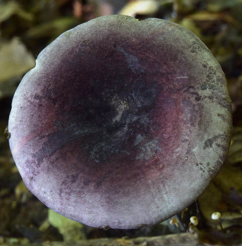 Russula amoena