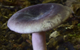 Russula amoena