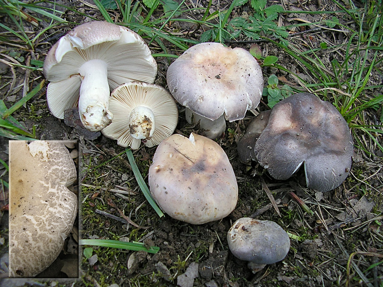 Russula anatina