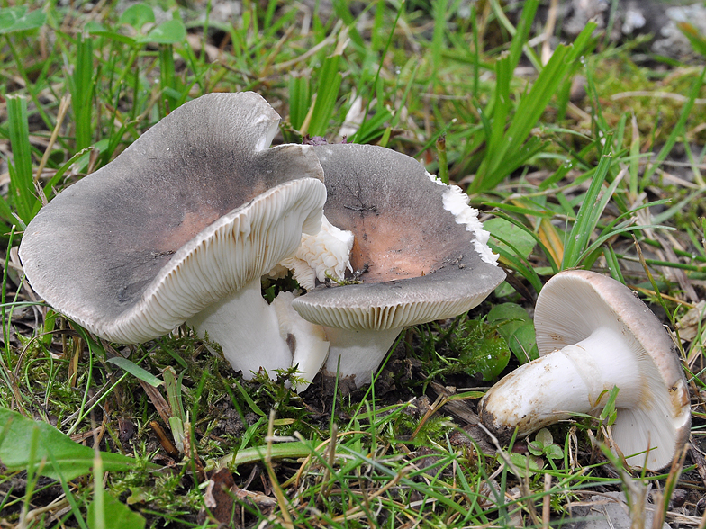 Russula anatina