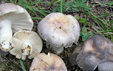 Russula anatina