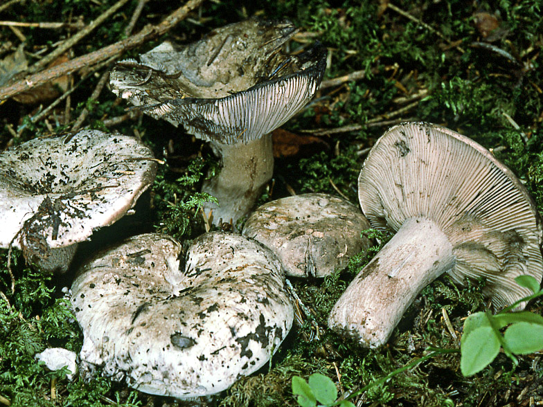 Russula anthracina var insipida