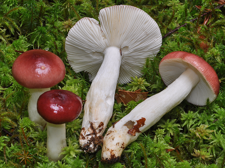 Russula aquosa